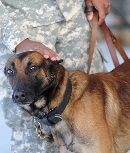 Military-dogs-06